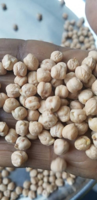 GARBANZOS KABULI from Etiopía